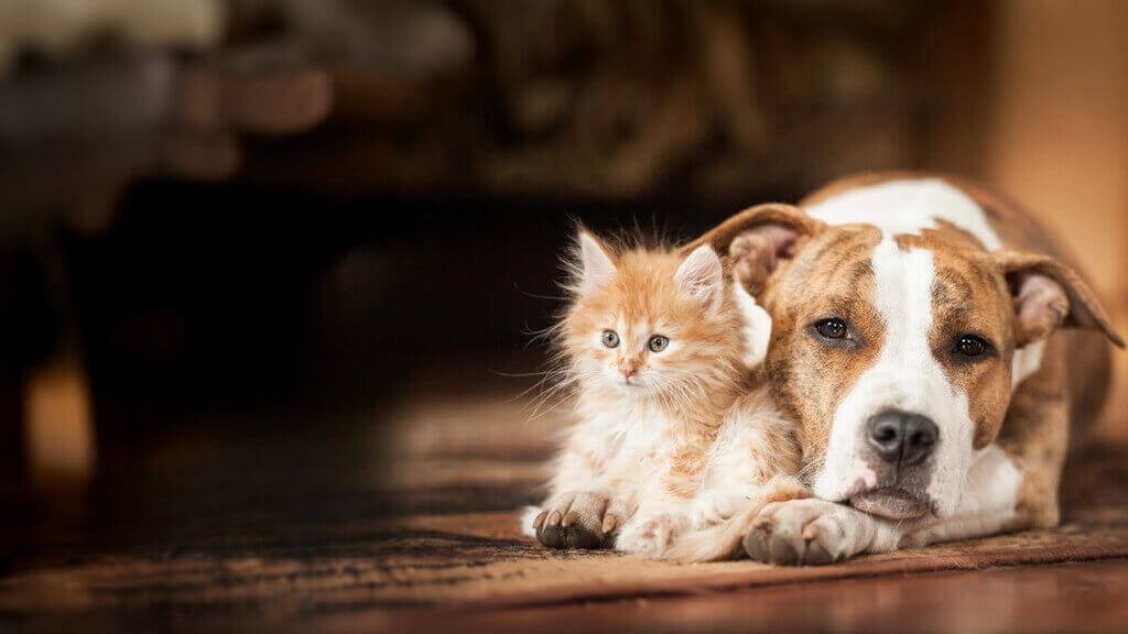 Dog cat stock