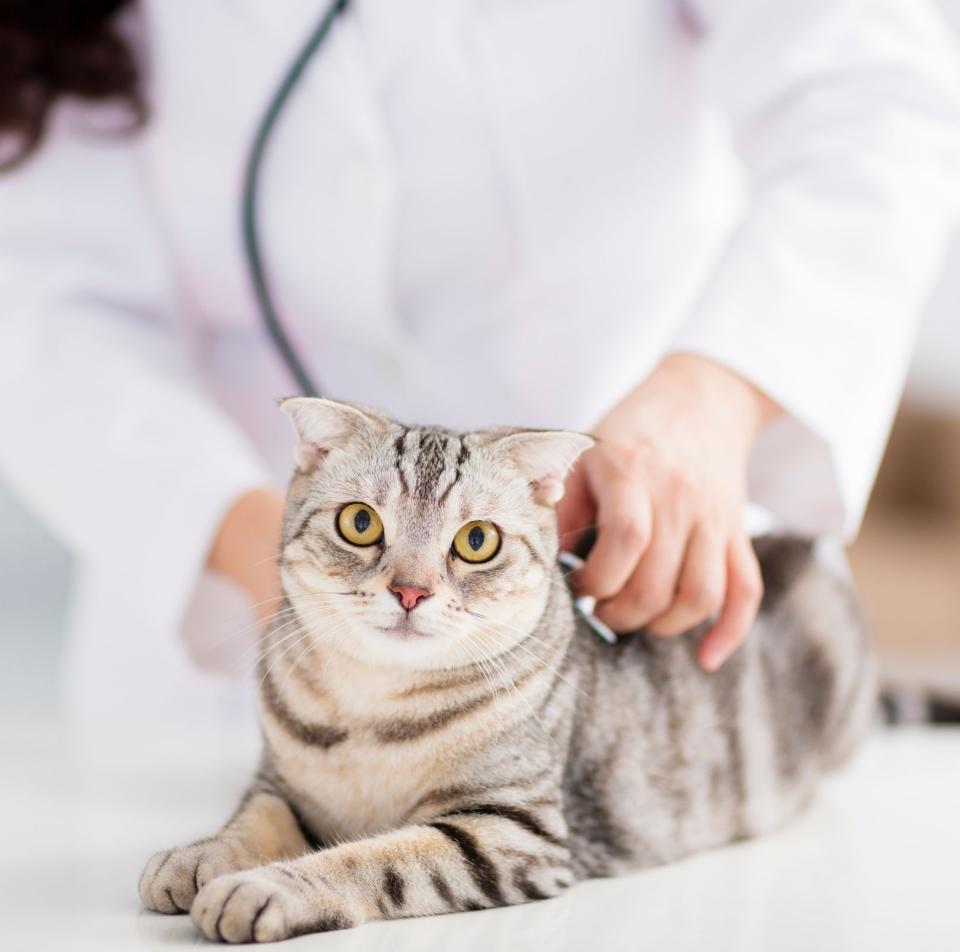 cat
