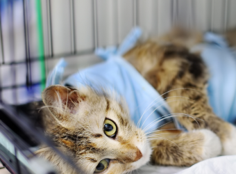 Tips to Prepare for a Successful Surgery for Your Pet
