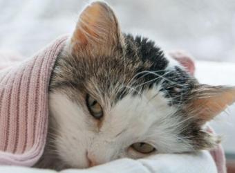 5 Common Cat Illnesses and What You Need to Know